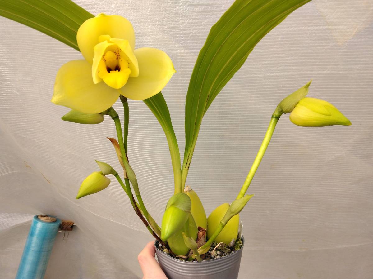 ★　洋蘭　Lyc　リカステ実生　黄色系　花付き　つぼみ付き　★