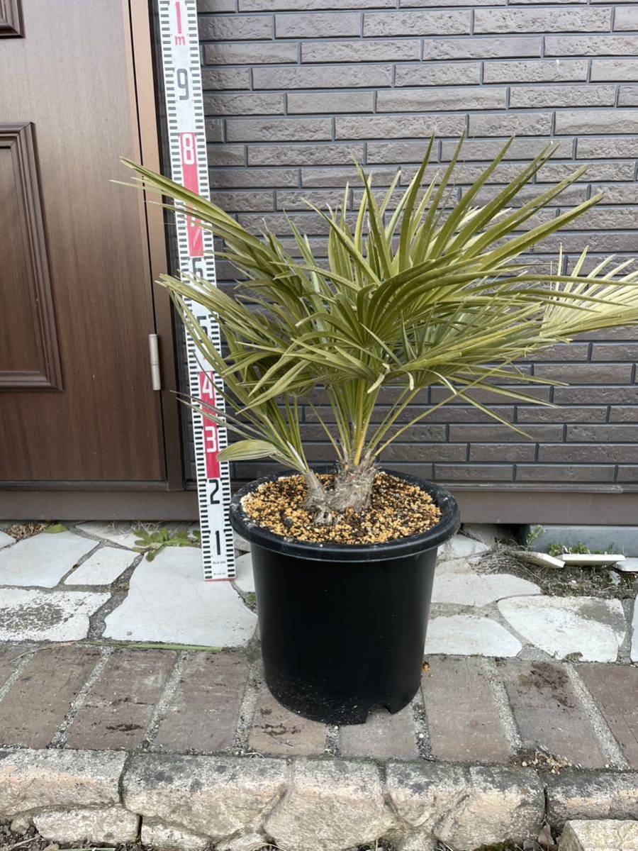 チャメロプス ヤシ ヤシの木 フミリス 庭 観葉植物 ココスヤシ チャメ