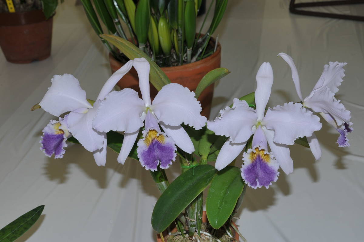 gaskelliana Cattleya coerulea - var. C. Board Complete Most Orchid