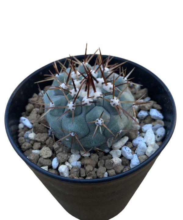 5 コピアポア コルムナアルバ 孤竜丸/Copiapoa cinerea var