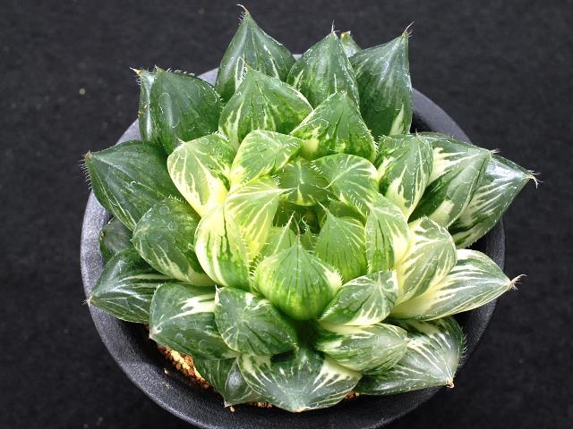 ｖ☆１２１１　ハオルチア　プリン　（極上斑）