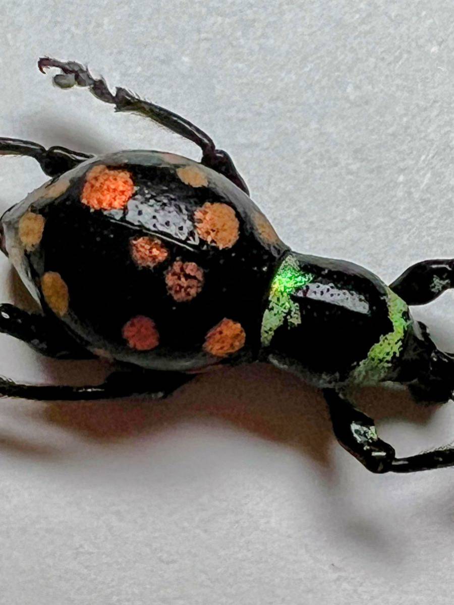 フィリピン　カタゾウムシ　6