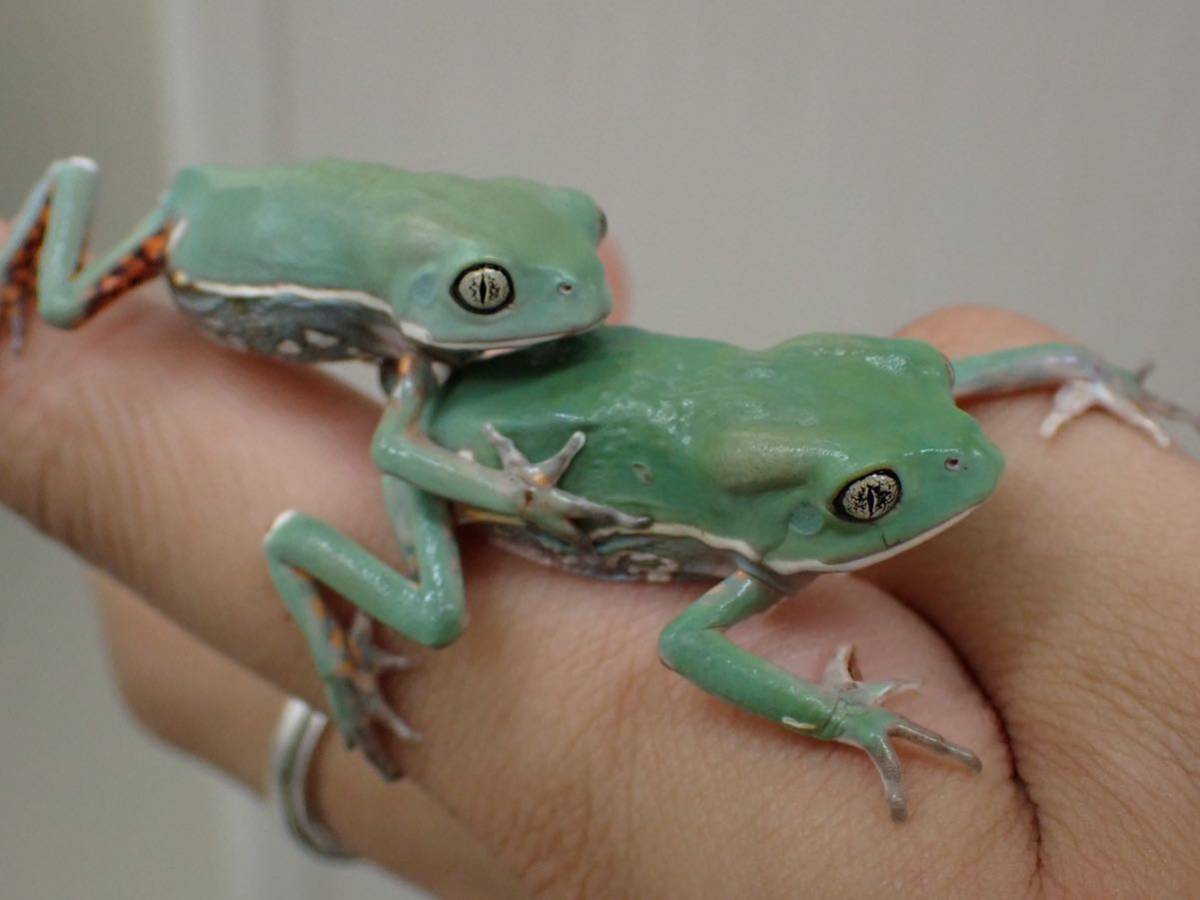 ソバージュネコメガエル1匹