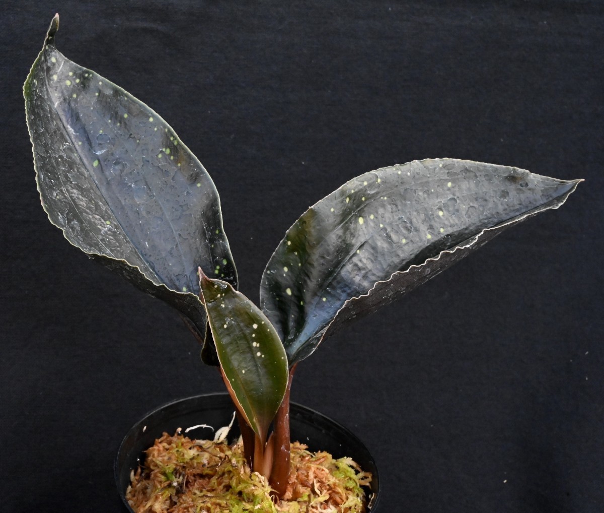 洋蘭原種 (127) 希少種 南米ブラックジュエルオーキッド Pelexia Laxa ペレクシア　ラクサ