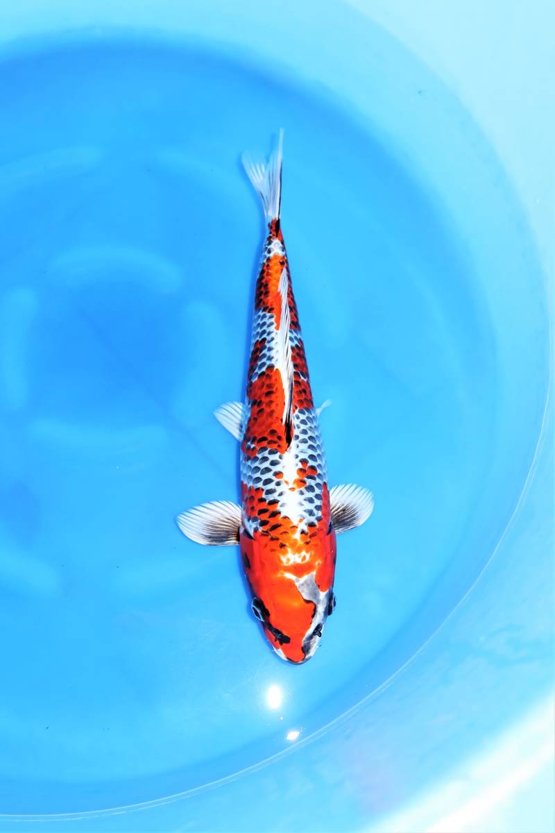 ※立春！企画※◆孔雀黄金 約37㎝ ◆贅沢な模様！！豆絞り光も最上級！