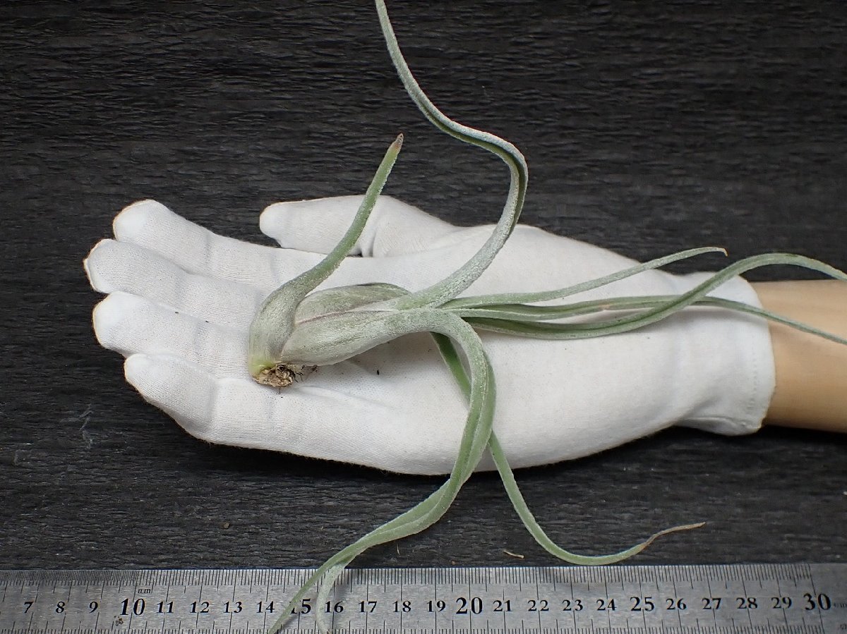 おのころ おまとめ同梱 Tillandsia caput-medusae 'Sonoran Snow' チランジア・カプト