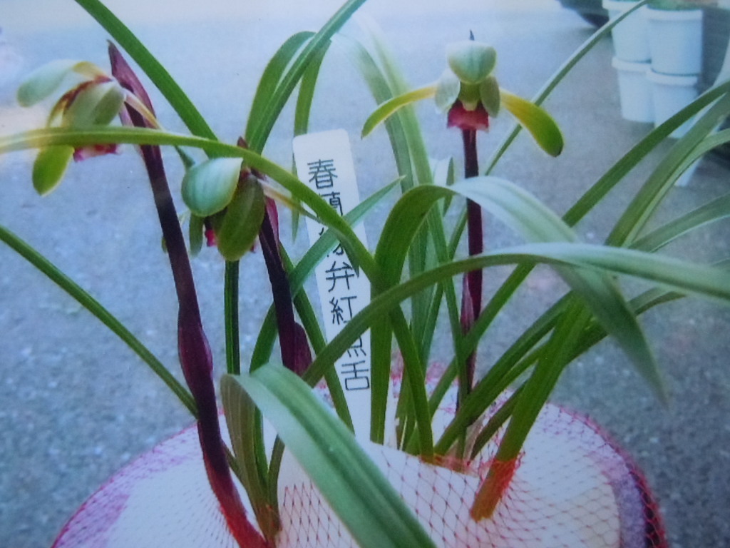 日本春蘭　黒舌　黒軸　４本花芽３個