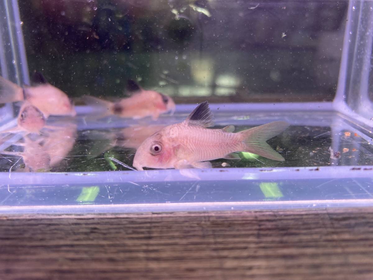 コリドラス　パンダ　アルビノ　１０匹セット