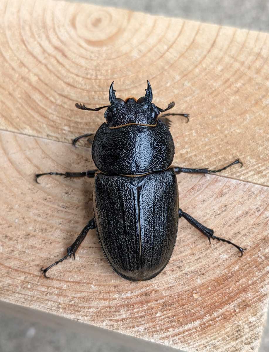 アマミノコギリ（鹿児島県奄美市笠利） 新成虫 ペア ♂72.8㎜【右顎