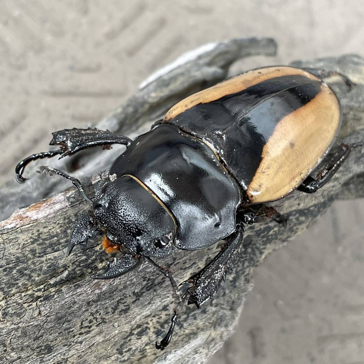 ブルマイスターツヤクワガタ　[未使用、新成虫] 58㎜♀単　2月22日(水曜日)発送限定　[ツヤクワガタ]