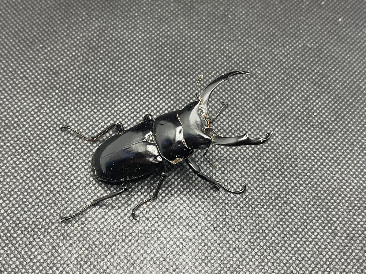 ネパールコクワ ネパレンシス　１♂２♀トリオ