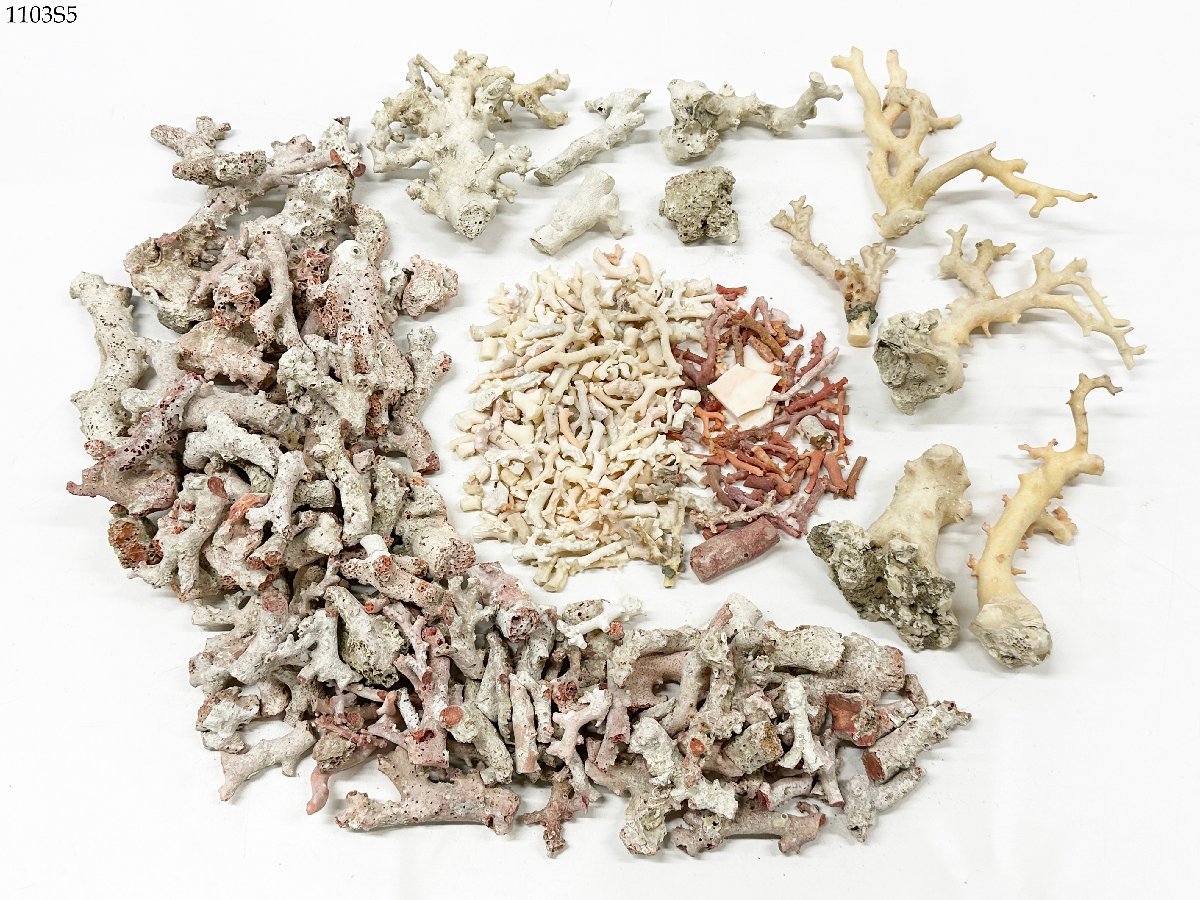 珊瑚 サンゴ 置物 天然珊瑚 珊瑚原木 彫刻 重さ173g | 置物」の人気 