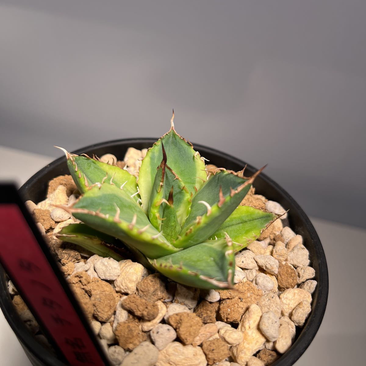 アガベチタノタ緑犀牛巌流発根済み