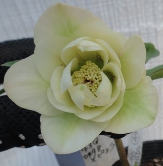 5令366 クリスマスローズ開花株 1株 開きかけ清楚花粉親がピエラの子　1番花にウインターのプチリップ小輪交配、続き説明で