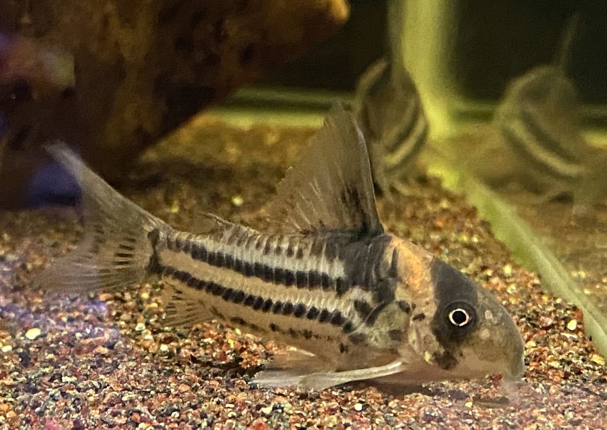 コリドラス コルレア 卵 68個