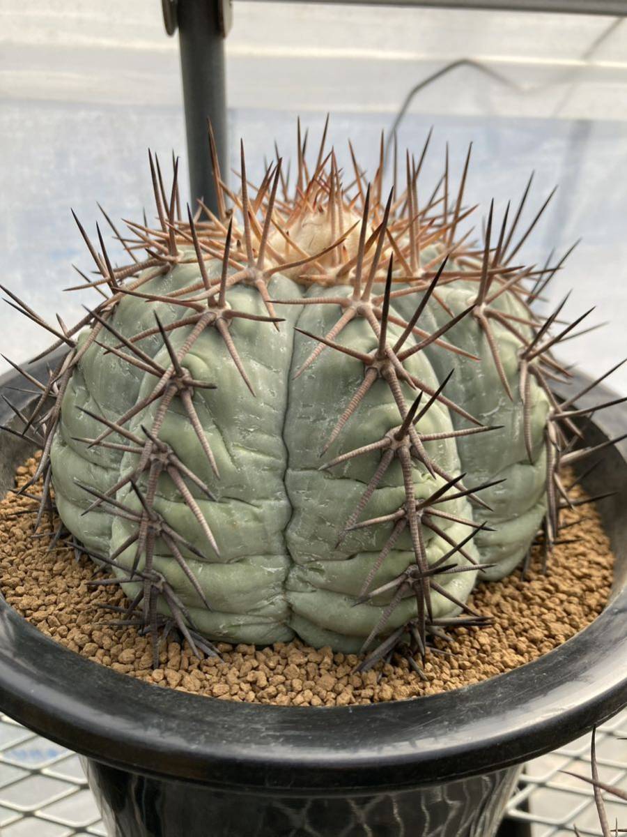 エキノカクタス 太平丸 実生 サボテン 16cm 花王丸 翠平丸 雷帝 尖紅丸