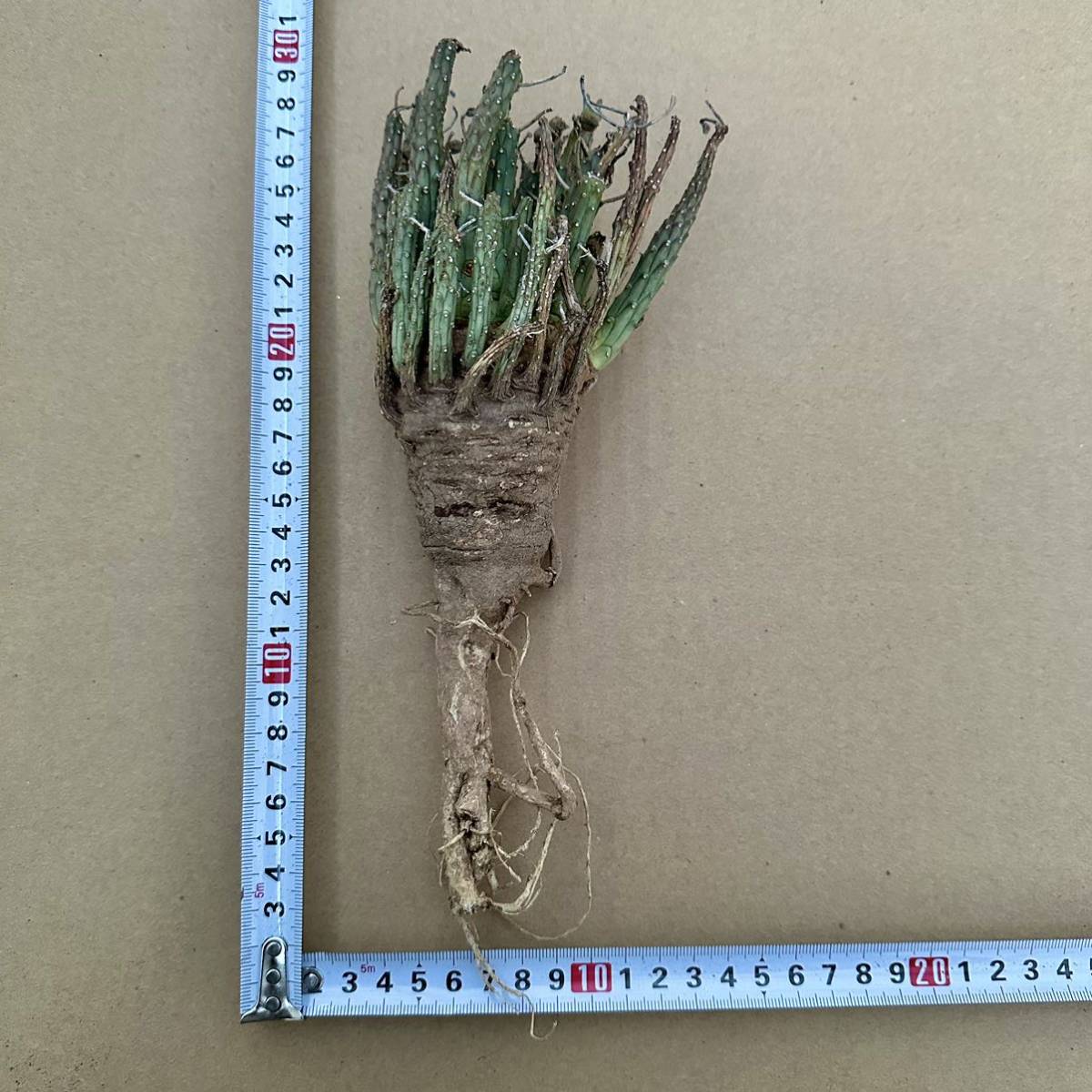1円スタート Euphorbia hopetownensis 27/ ユーフォルビア 1円スタート Euphorbia hopetownensis 27/ ユーフォルビア