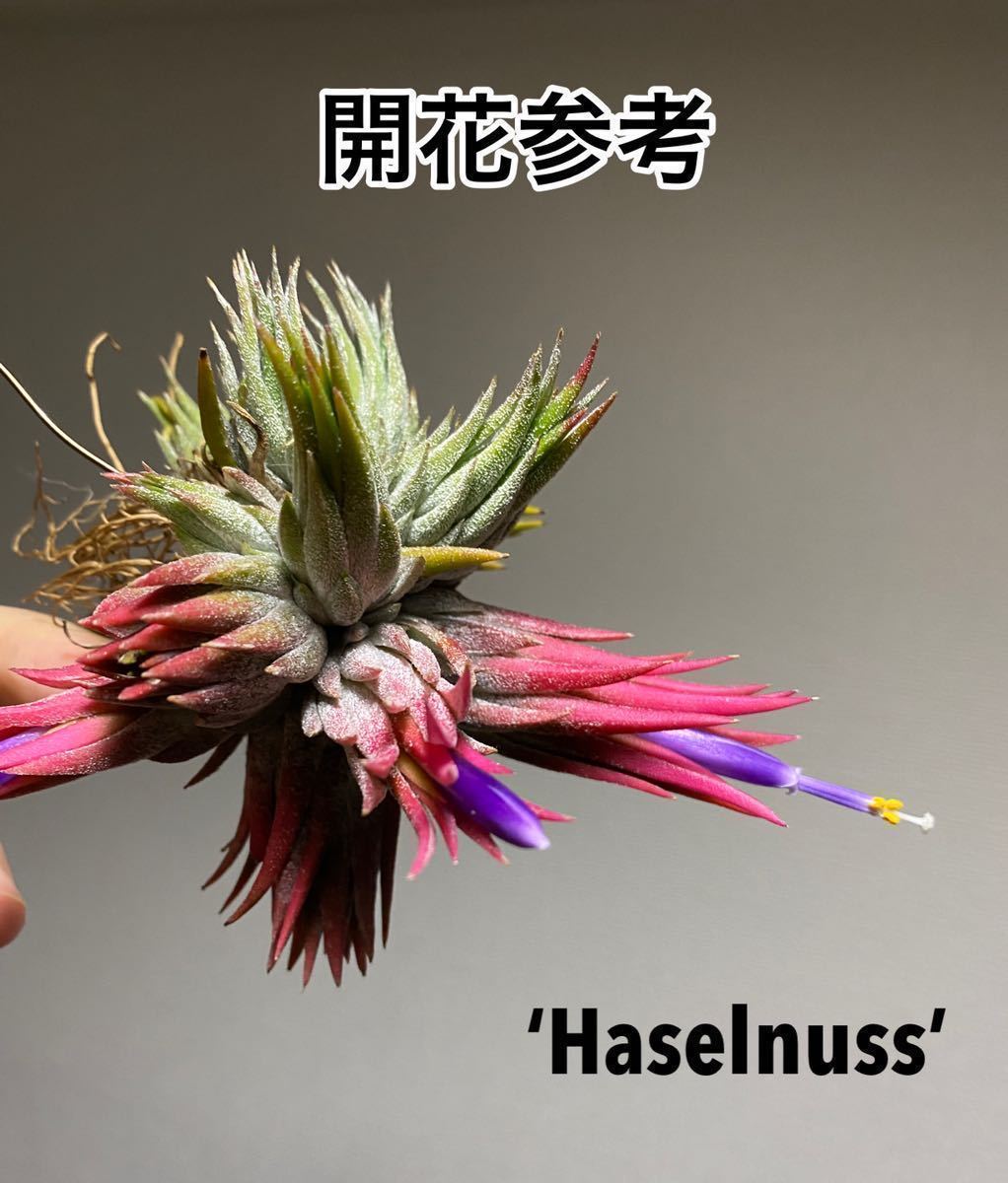 Tillandsia ionantha 'Haselnuss' (Tillandsia ionantha v. haselnuss