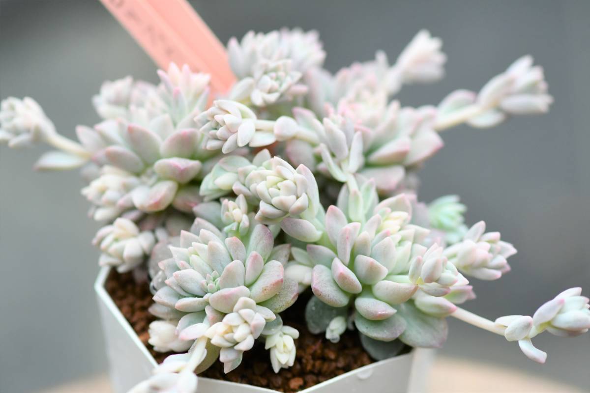 ☆ 多肉植物 大株！ ② プロリフィカ錦 斑入り エケベリア 