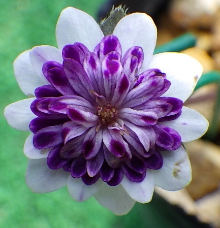 雪割草 ポット 紫花 2025年2月頃開花のかわいい選抜種雪割草 2025年2