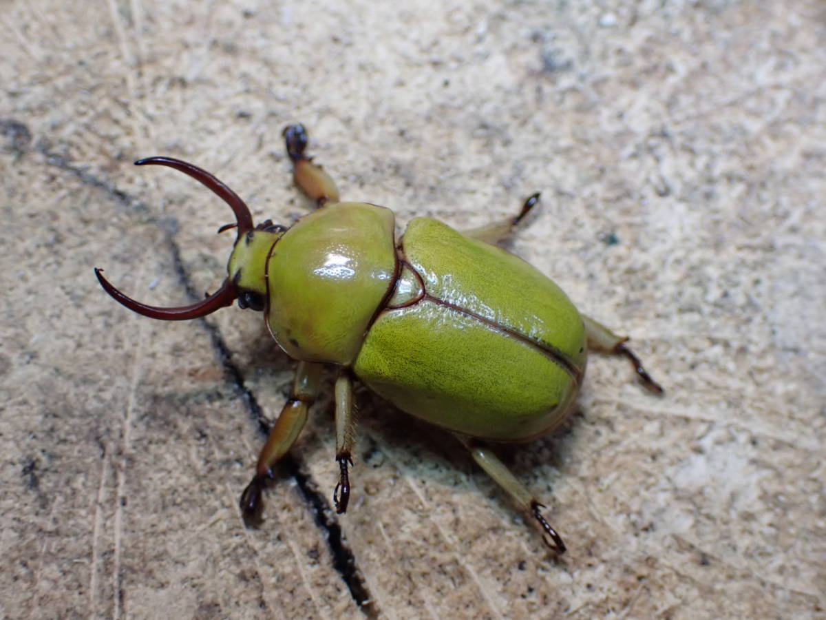 【AtoZ】 ドヘルティクワガタコガネ フリーサイズ成虫ペア①
