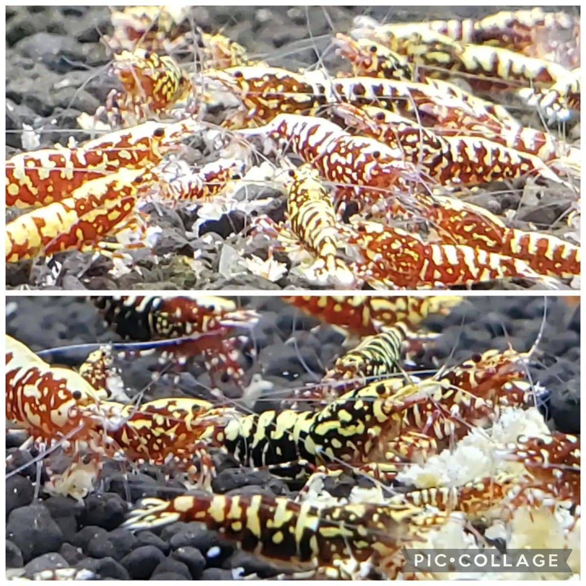 RED GALAXYアワード出品血統、将来有望ちびっ子１０匹セット、即決あり