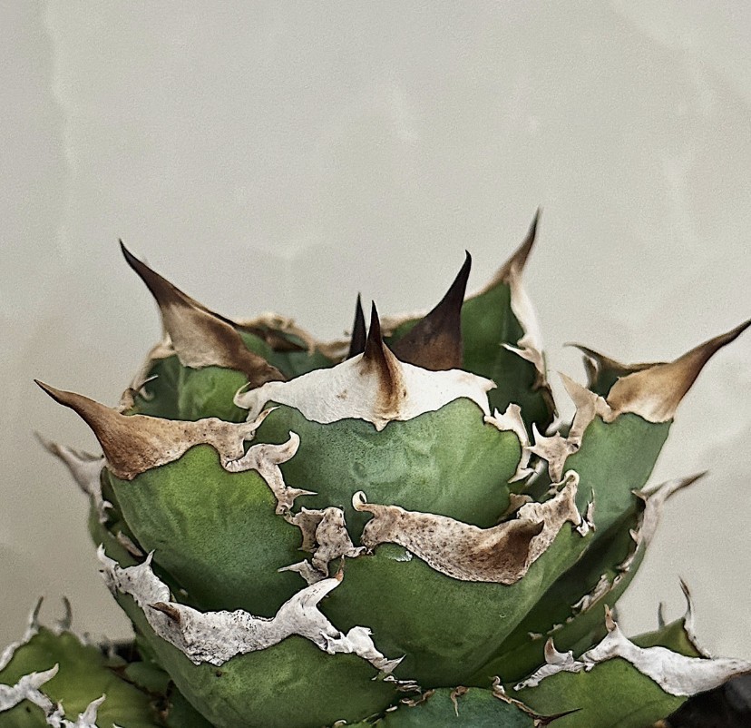 アガベ agave チタノタ 甲竜 スッポン 極上血統子株！強棘選抜 ( 検索