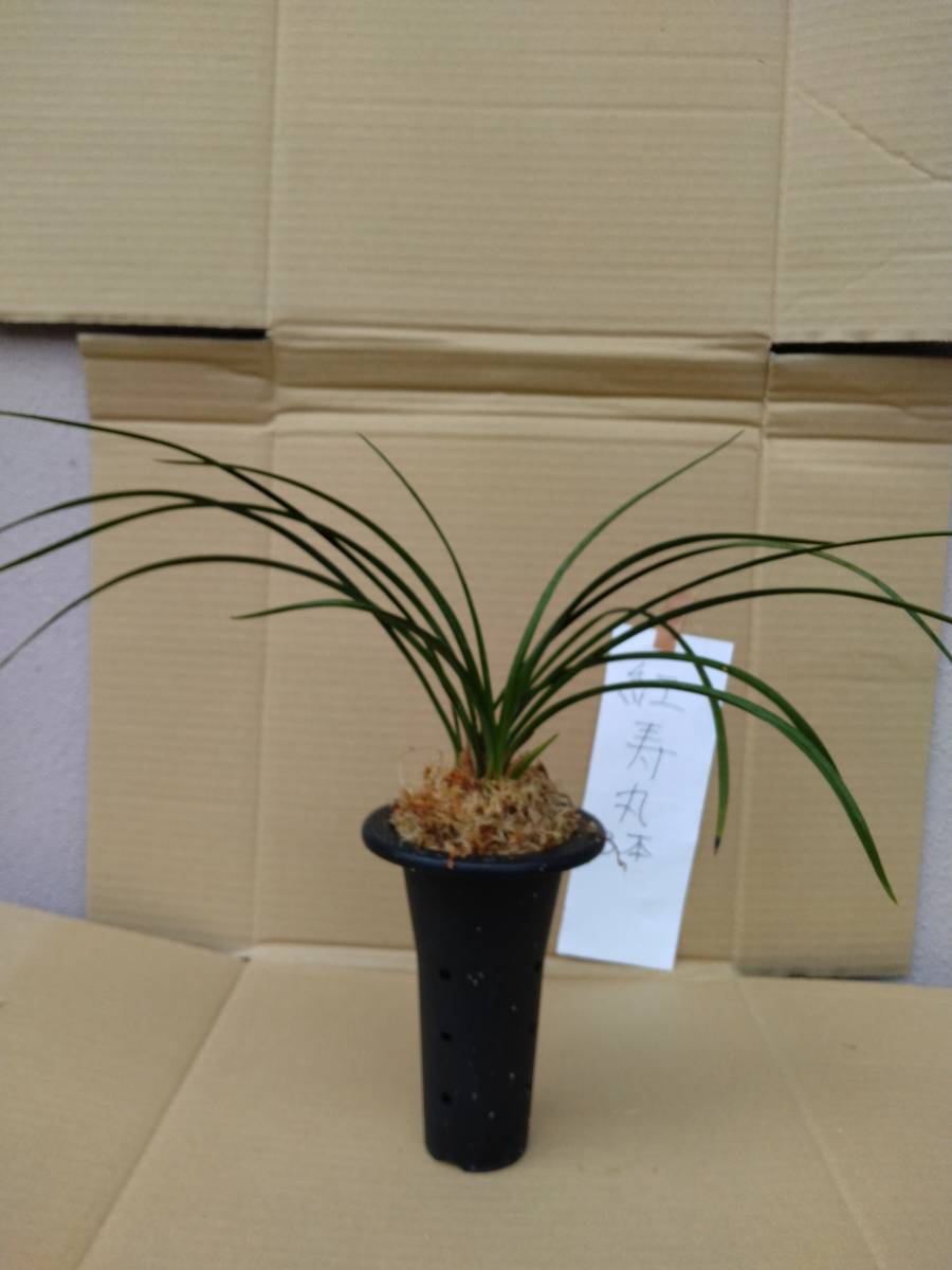 日本春蘭　　濃紅色　　紅寿丸　　3本　　