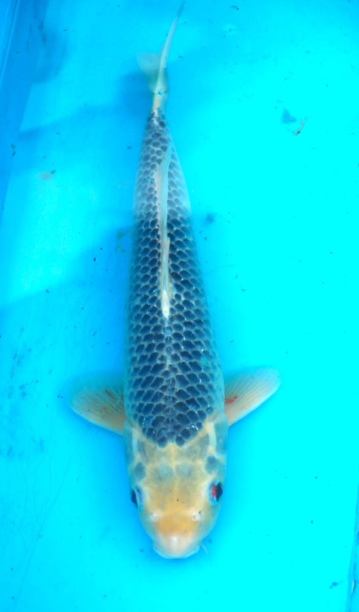 ☆丸誠養魚場産地直送　優秀品市　ヨ15-52　浅黄　３３センチ　格安個体☆