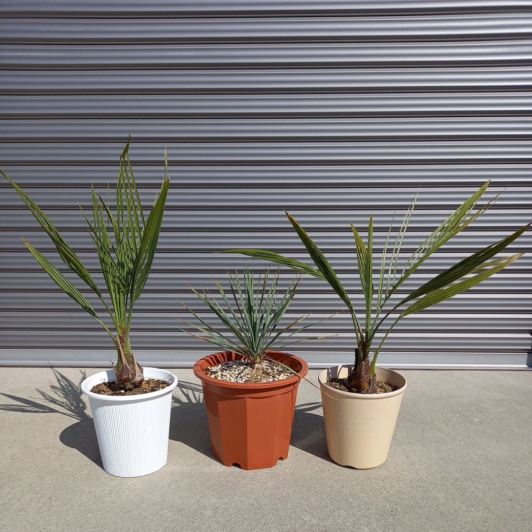 ユッカ ココスヤシ、ユッカロストラータ3鉢セット ロストラータ 植木