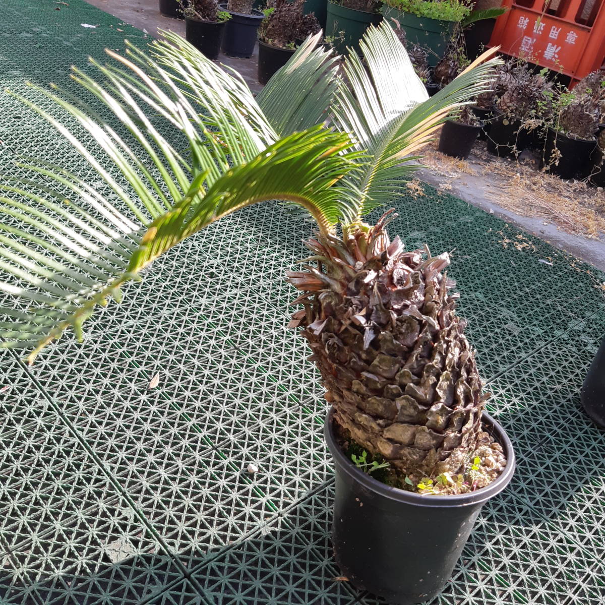 ソテツ　鉢植え