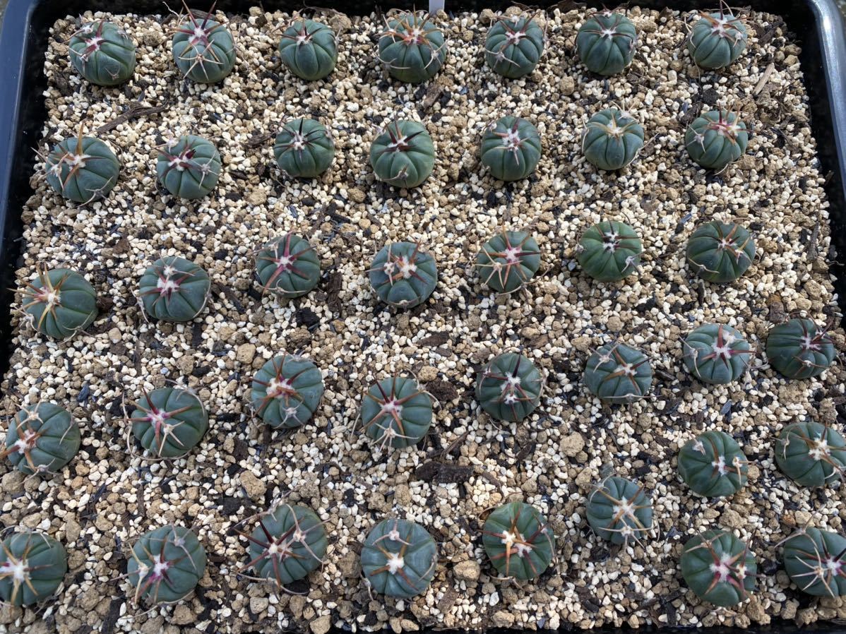 CO★801 尖紅丸 実生1箱★　エキノカクタス サボテン 多肉植物