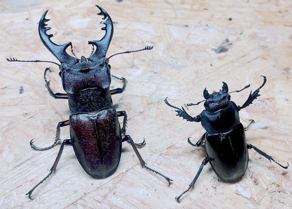 『R934』国産ミヤマクワガタ(山口県　睦)♂68mm♀42mm