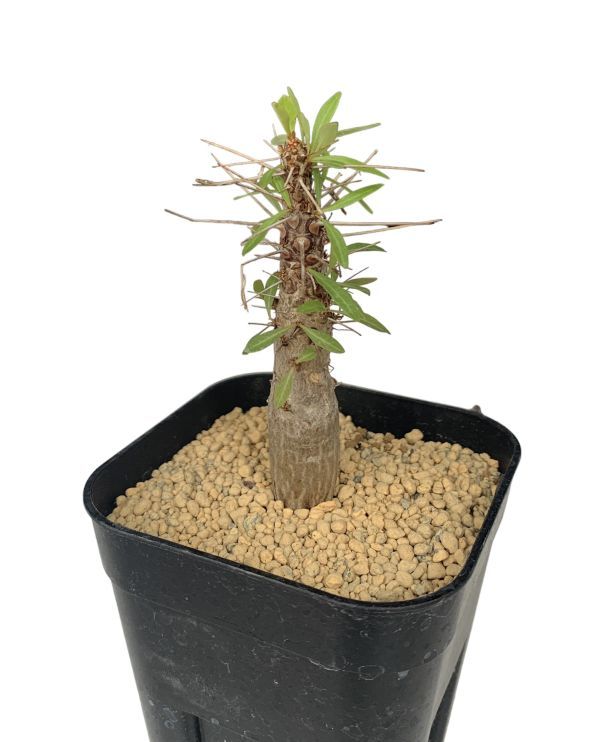 フォークイエリア プルプシー Fouquieria purpusii 美株 フォークイエリア・プルプシー/Fouquieria purpusii 【公式通販】