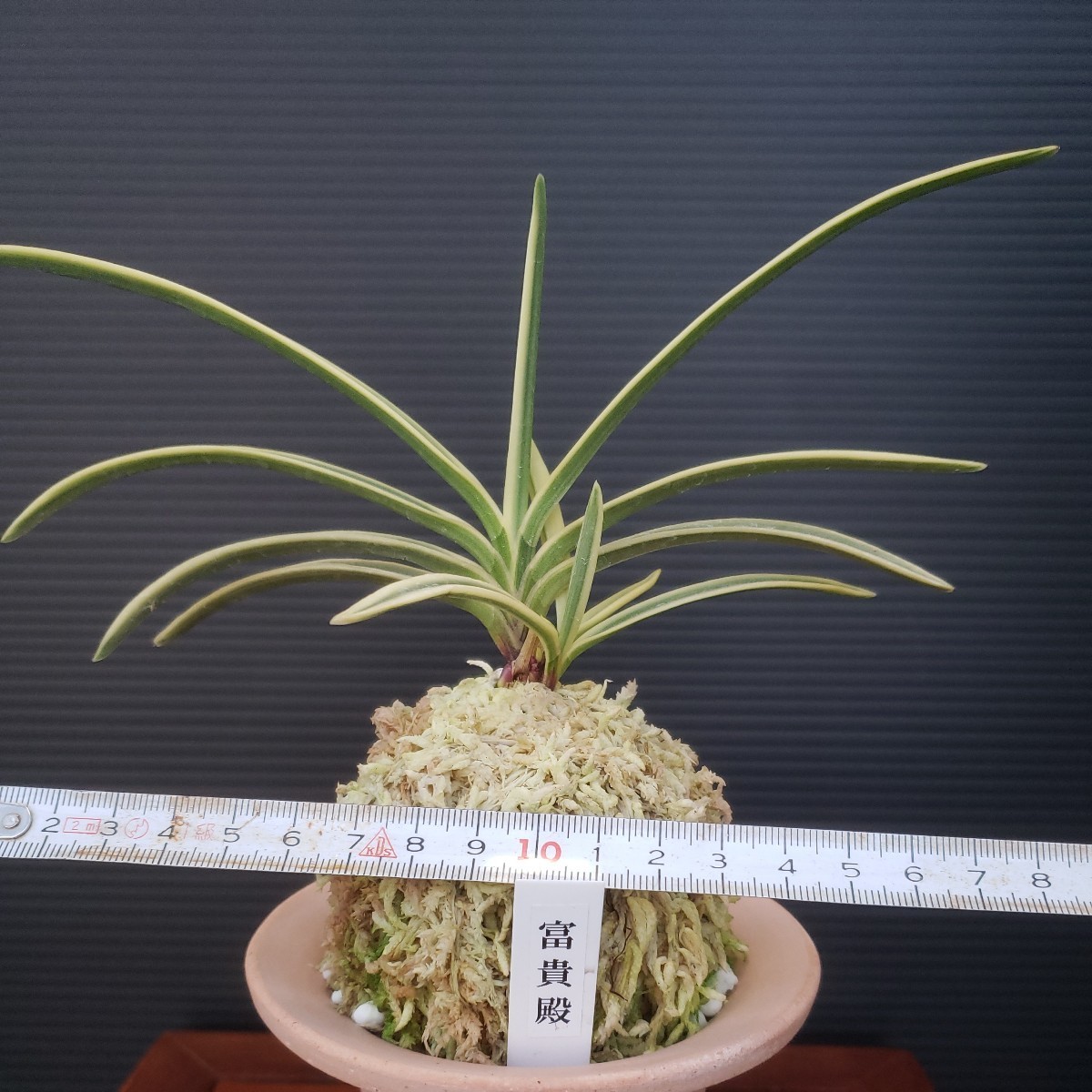 富貴蘭 富貴殿 花、園芸 ラン 【公式通販】
