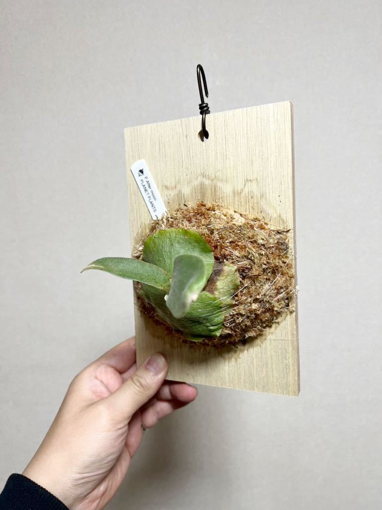 P. Seven moon Sporeling From Create Plants （セブンムーンスポア