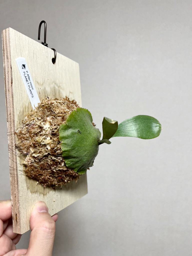 P. Seven moon Sporeling From Create Plants （セブンムーンスポア