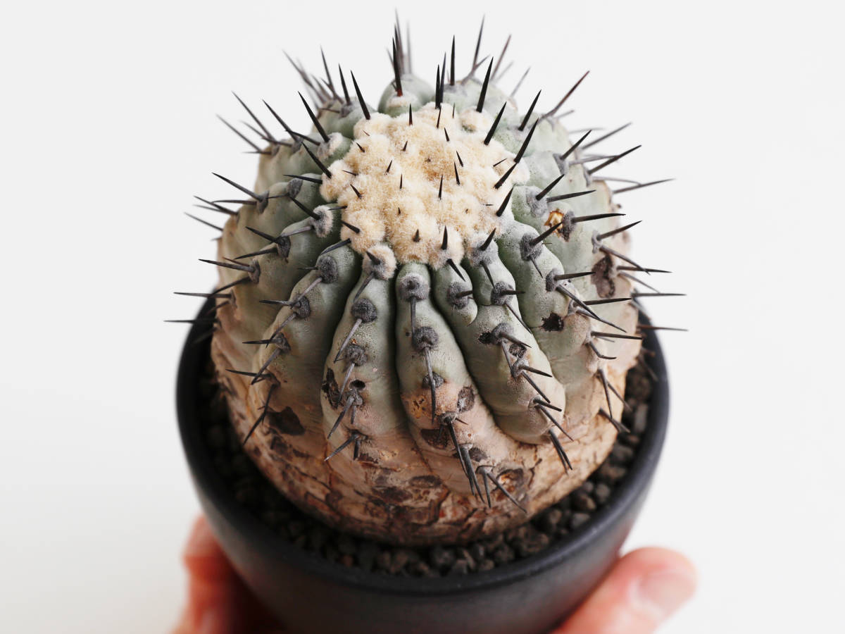 安心な発根済 ◎ 国内長期管理 現地球 コピアポア シネレア / 黒王丸 Copiapoa cinerea / 山木 輸入球 サボテン 多肉植物 konect botanize