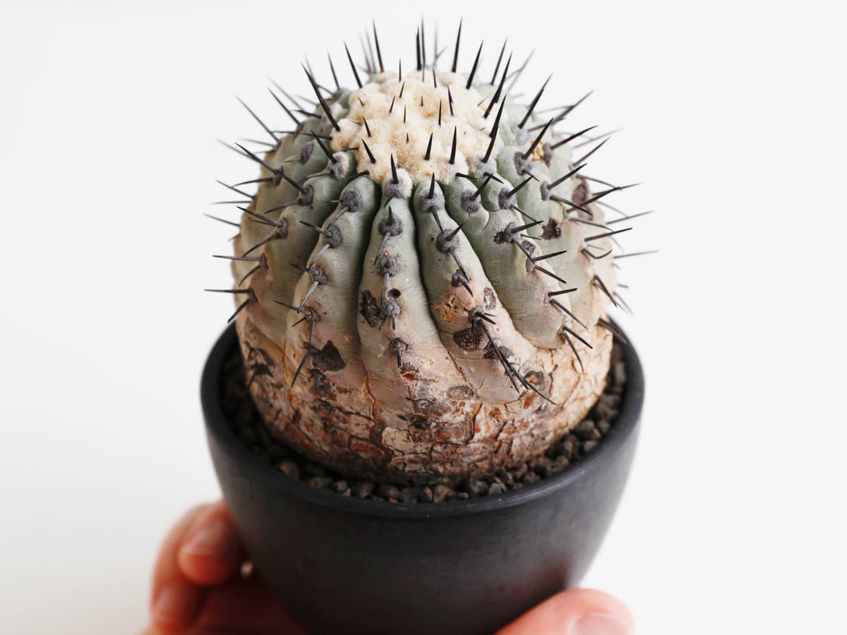 安心な発根済 ◎ 国内長期管理 現地球 コピアポア シネレア / 黒王丸 Copiapoa cinerea / 山木 輸入球 サボテン 多肉植物 konect botanize