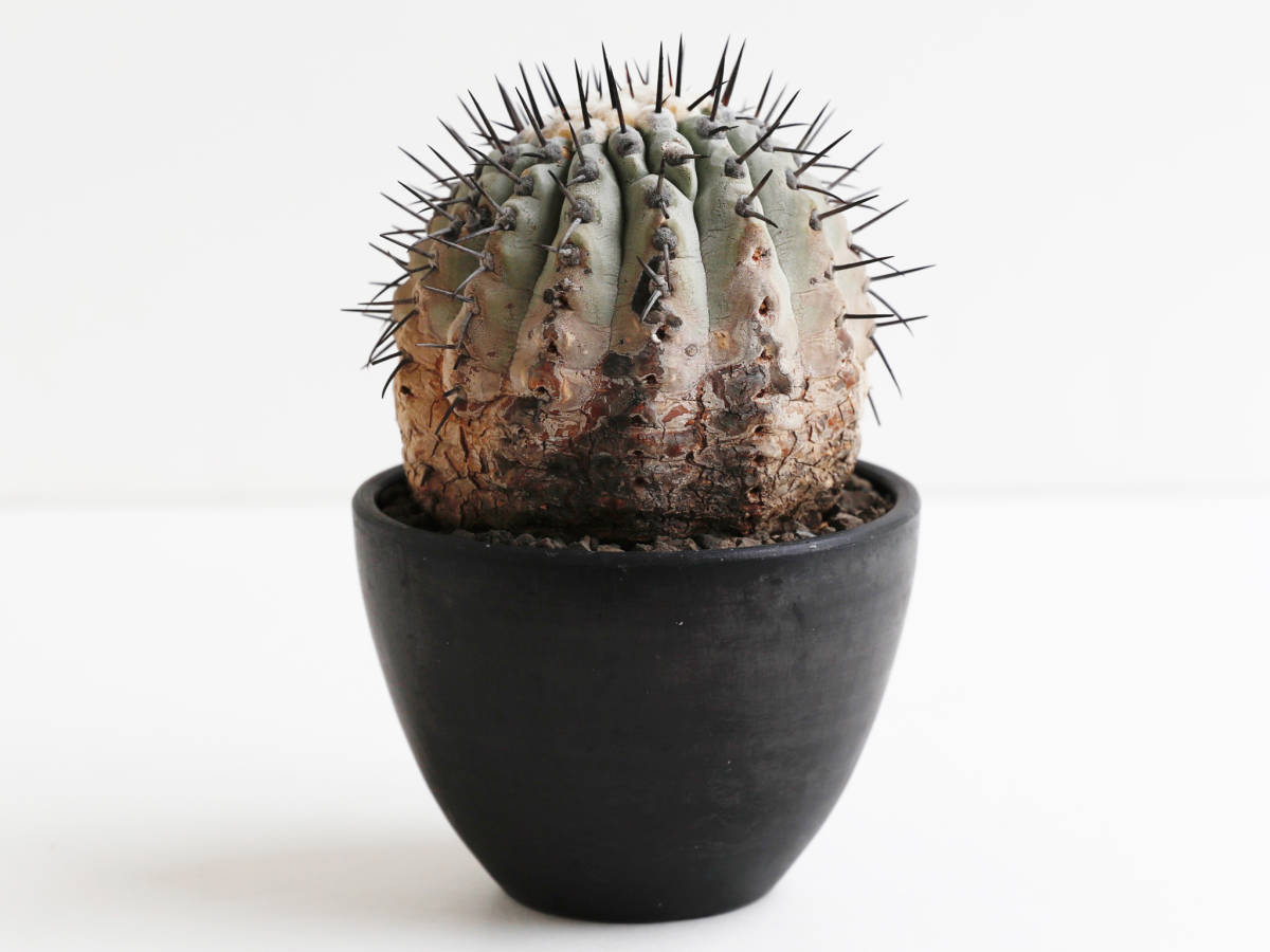 安心な発根済 ◎ 国内長期管理 現地球 コピアポア シネレア / 黒王丸 Copiapoa cinerea / 山木 輸入球 サボテン 多肉植物 konect botanize
