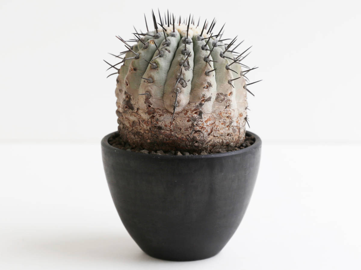 安心な発根済 ◎ 国内長期管理 現地球 コピアポア シネレア / 黒王丸 Copiapoa cinerea / 山木 輸入球 サボテン 多肉植物 konect botanize