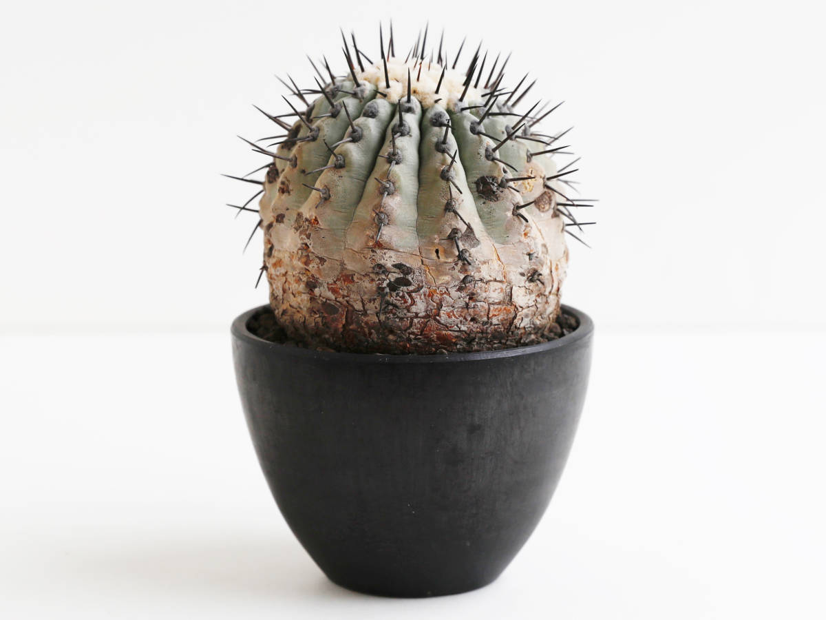 安心な発根済 ◎ 国内長期管理 現地球 コピアポア シネレア / 黒王丸 Copiapoa cinerea / 山木 輸入球 サボテン 多肉植物 konect botanize