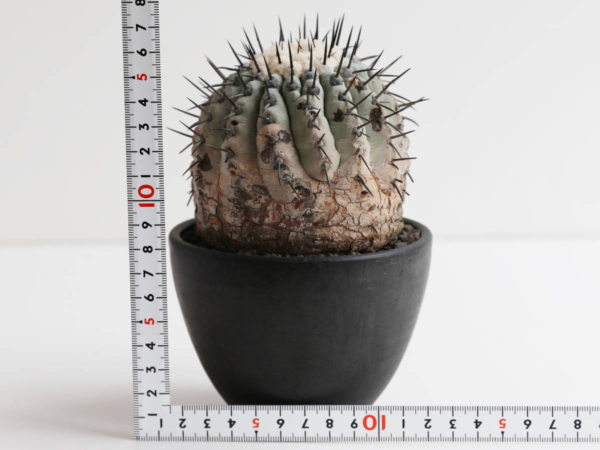 安心な発根済 ◎ 国内長期管理 現地球 コピアポア シネレア / 黒王丸 Copiapoa cinerea / 山木 輸入球 サボテン 多肉植物 konect botanize