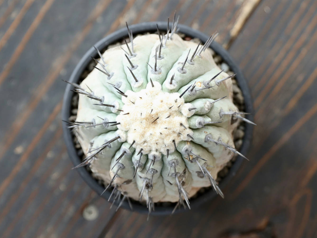 安心な発根済 ◎ 国内長期管理 現地球 コピアポア シネレア / 黒王丸 Copiapoa cinerea / 山木 輸入球 サボテン 多肉植物 konect botanize