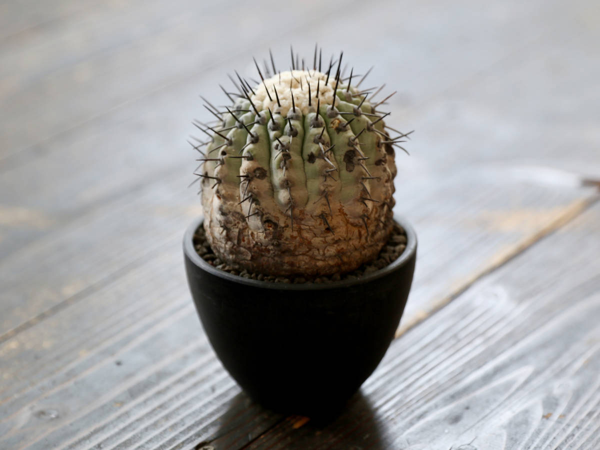 安心な発根済 ◎ 国内長期管理 現地球 コピアポア シネレア / 黒王丸 Copiapoa cinerea / 山木 輸入球 サボテン 多肉植物 konect botanize