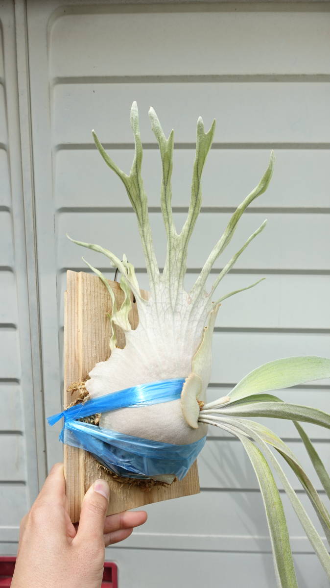 Platycerium veitchii ビカクシダ ビーチー 貯水葉が高く伸びるタイプ
