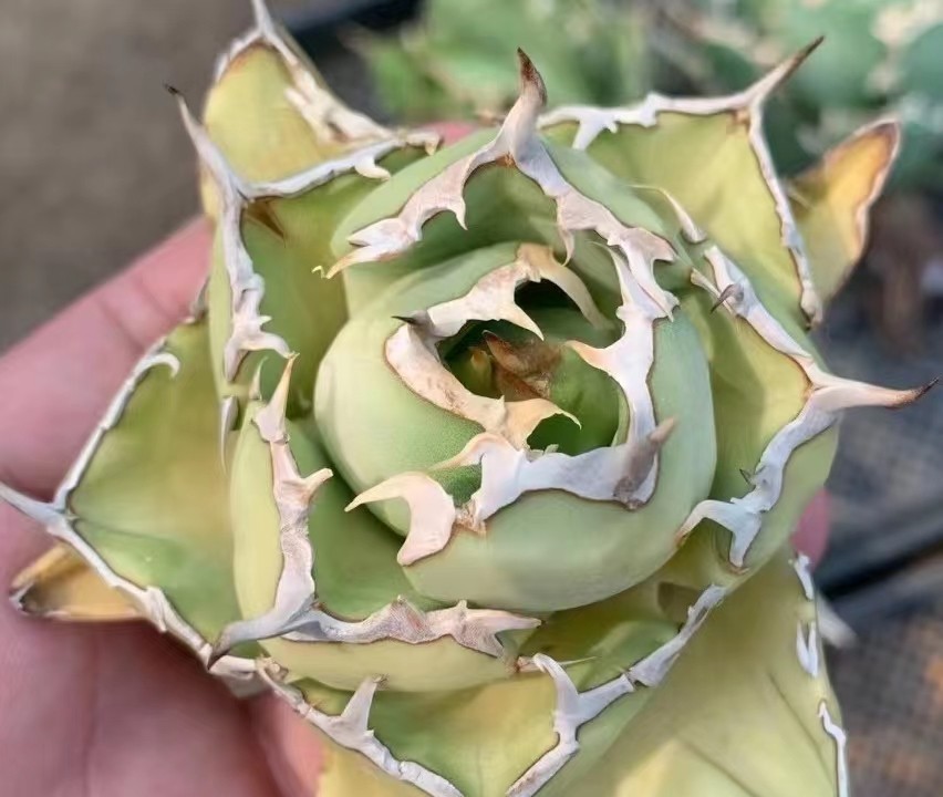 アガベ agave チタノタ FO076 大黄蜂 極上子株 S-97 【公式通販】