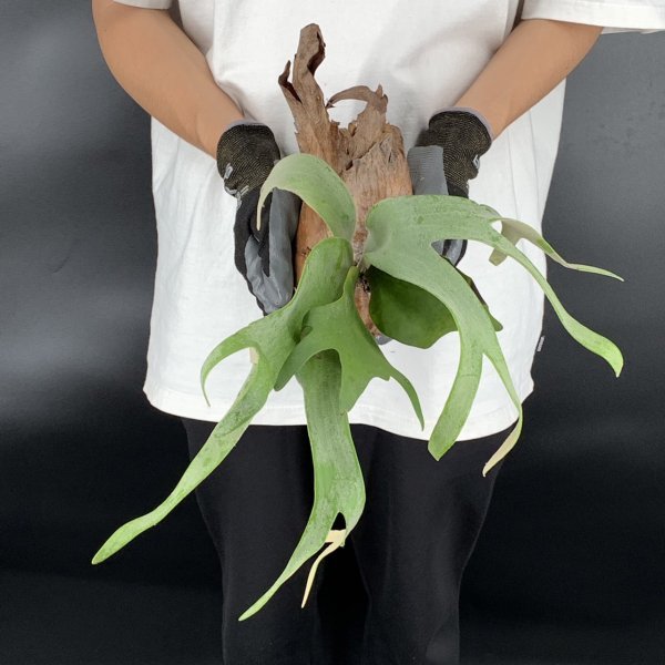 Y146【燻蒸済】”silver dwarf” Platycerium willinckii WILD (プラティケリウム・ウィリンキー)【4/7輸入・東ジャワ・ボジョネゴロ】