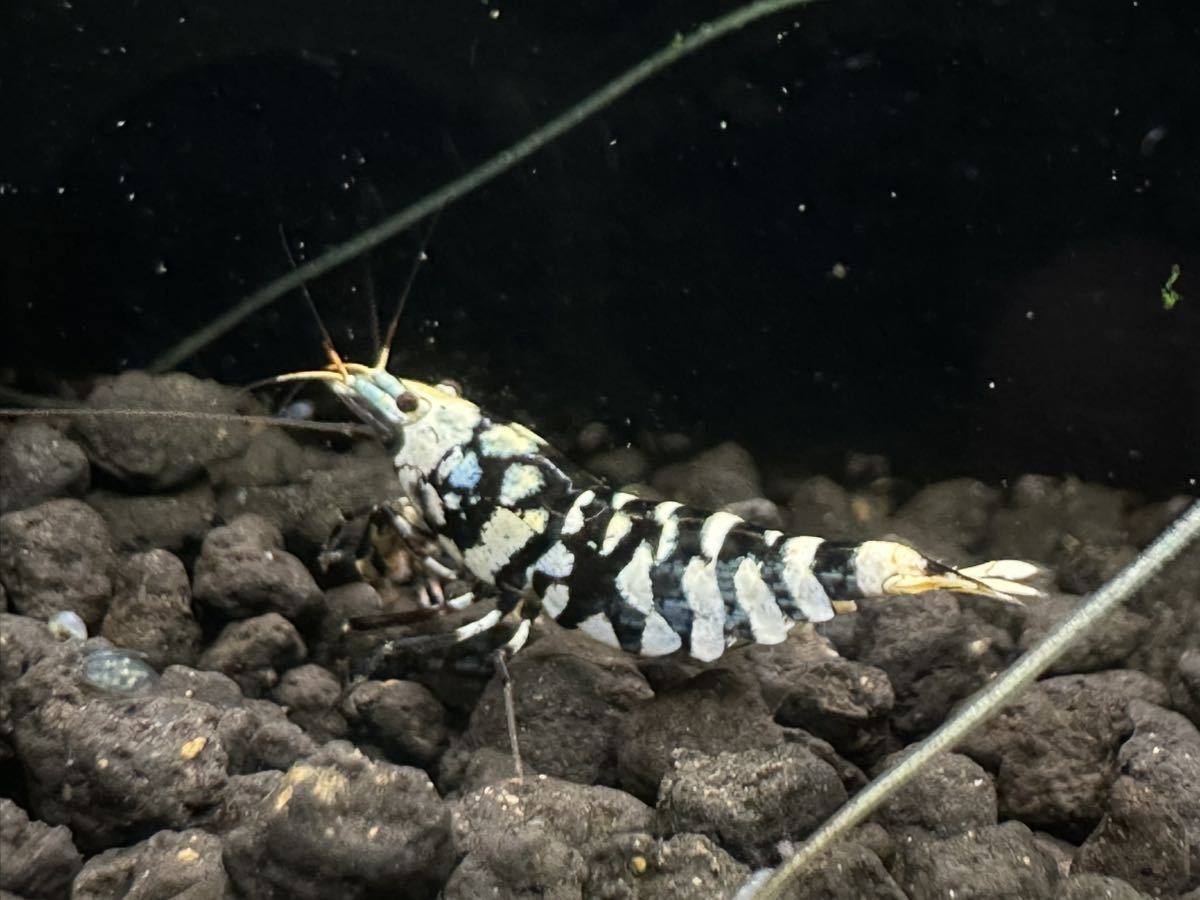 【at_shrimp】特選！ブラックファンシータイガー20匹＋数匹保証