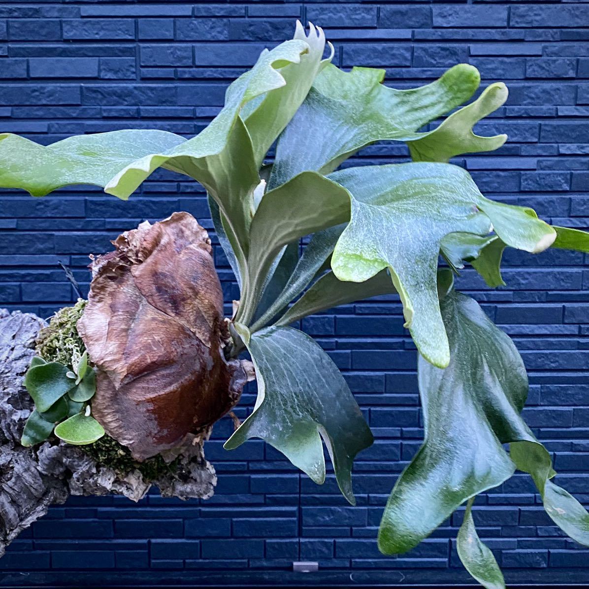 ル＃＃ュ　サタヒップ P. hillii ‘Sattahip’ P. hillii 'Sattahip' / サタヒップ サタヒップ hillii P. 胞子